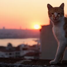 „Von Menschen und Katzen“: Die Dokumentation „Kedi“ zeigt die Vierbeiner ganz nah – sensor verlost Freikarten