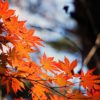 red-maple-leaf-507545_960_720