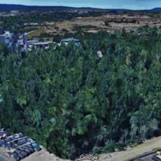 30.000 m² Wald rechtswidrig gerodet: Ein Fall für den Staatsanwalt – und für eine Demo vor dem Rathaus