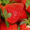 strawberries-1303374_960_720