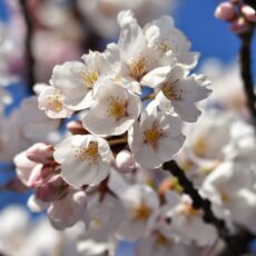 70 junge Kirschbäume auf Schiersteiner Feld abgesägt – Polizei sucht Vandalen