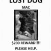 lost dog mac (sw) (2) copy