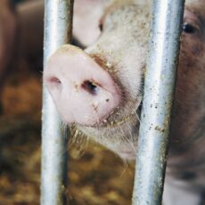 Editorial Oktober-sensor: Wann haben Sie zuletzt richtig Schwein gehabt?