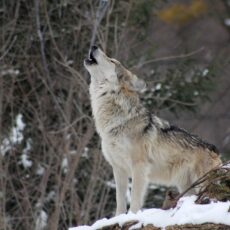 Wolf im Rheingau unterwegs – Probe aus Wald in Assmannshausen brachte genetischen Nachweis