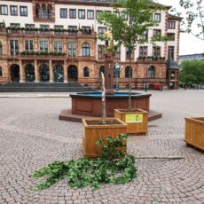 Klimabaum auf dem Schlossplatz zerstört – Drei-Meter-Ginkgo mutwillig entzweigerissen