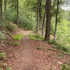 Forst, Jagd, Rehkitzhilfe und die Balance im Wald – Lehrreicher Spaziergang im Naturparadies am 10. April