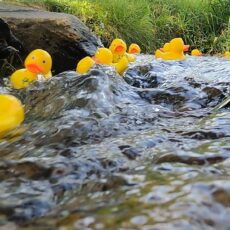 Die Enten schwimmen wieder um die Wette! Beliebtes Lions-Benefizevent im Hybrid-Format -Lizenzen sichern