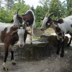 Trude, Hilde, Margot und Rita fühlen sich schon wohl: Bedroht-putziger Neuzugang im Archepark Fasanerie